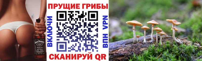 kraken сайт  Ярцево  Галлюциногенные грибы Cubensis 